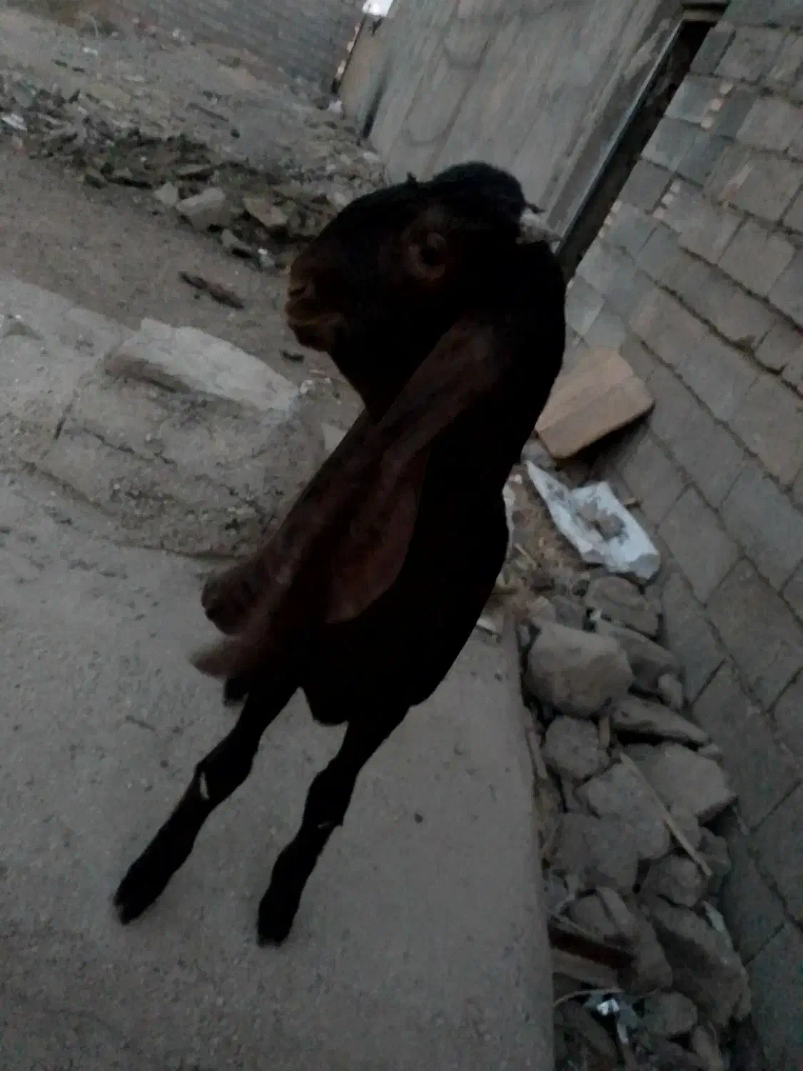 نر بز پاکستانی اصل|حیوانات مزرعه|شوشتر, |دیوار