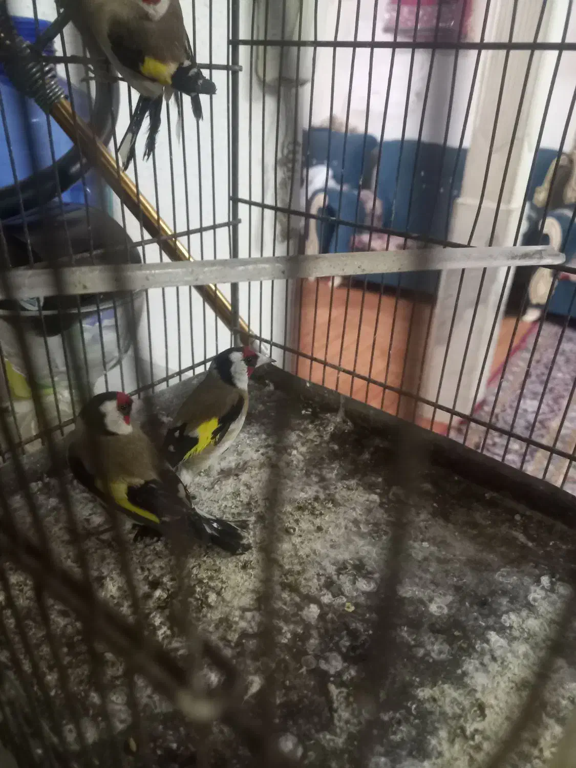 ۳تا سهر نر|پرنده|قم, ولیعصر|دیوار