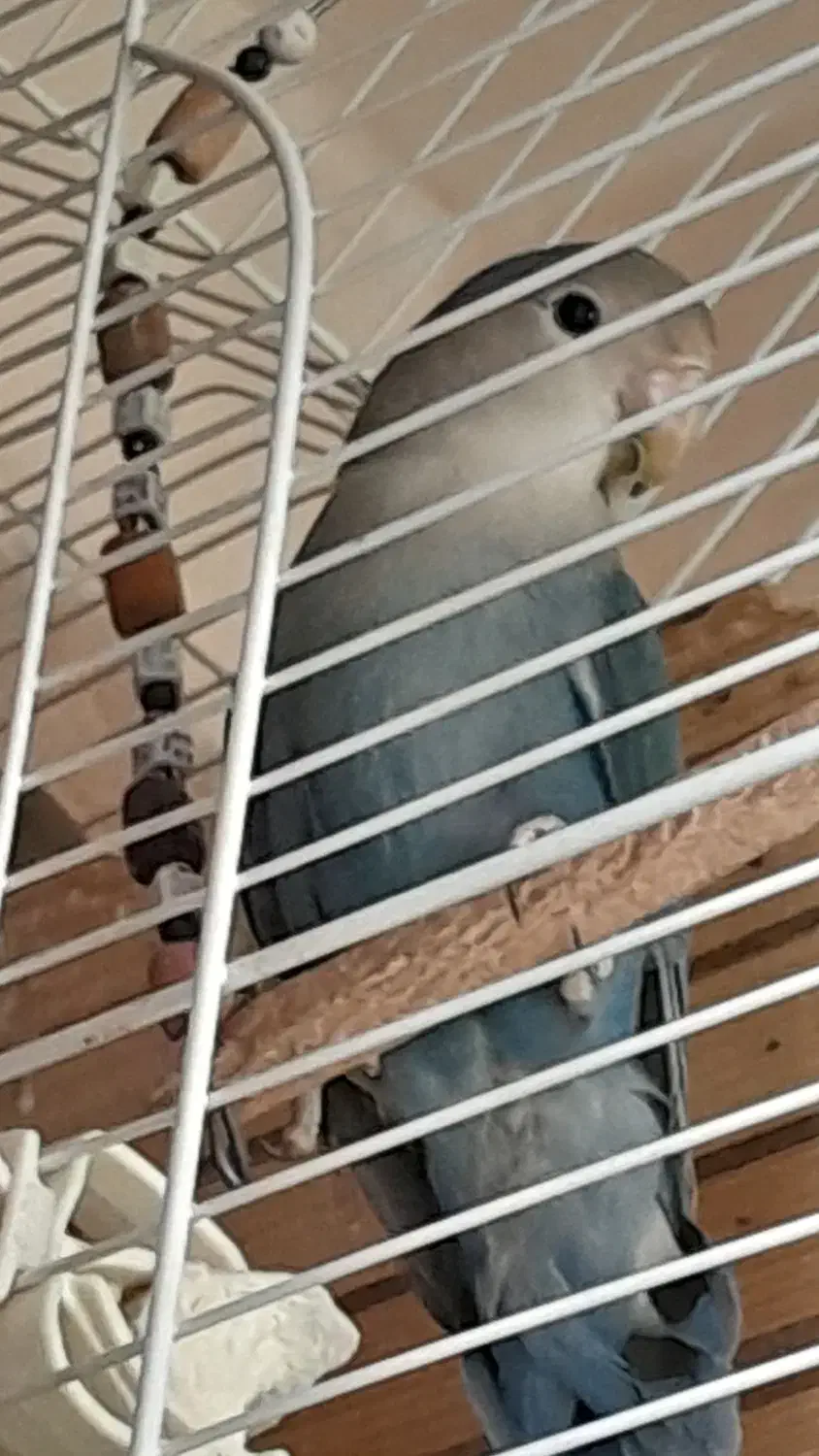 طوطی برزیلی وایت فیس|پرنده|تهران, جوانمردان (اندیشه)|دیوار