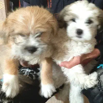 سگ ب|سگ|قم, شهرک امام حسن|دیوار