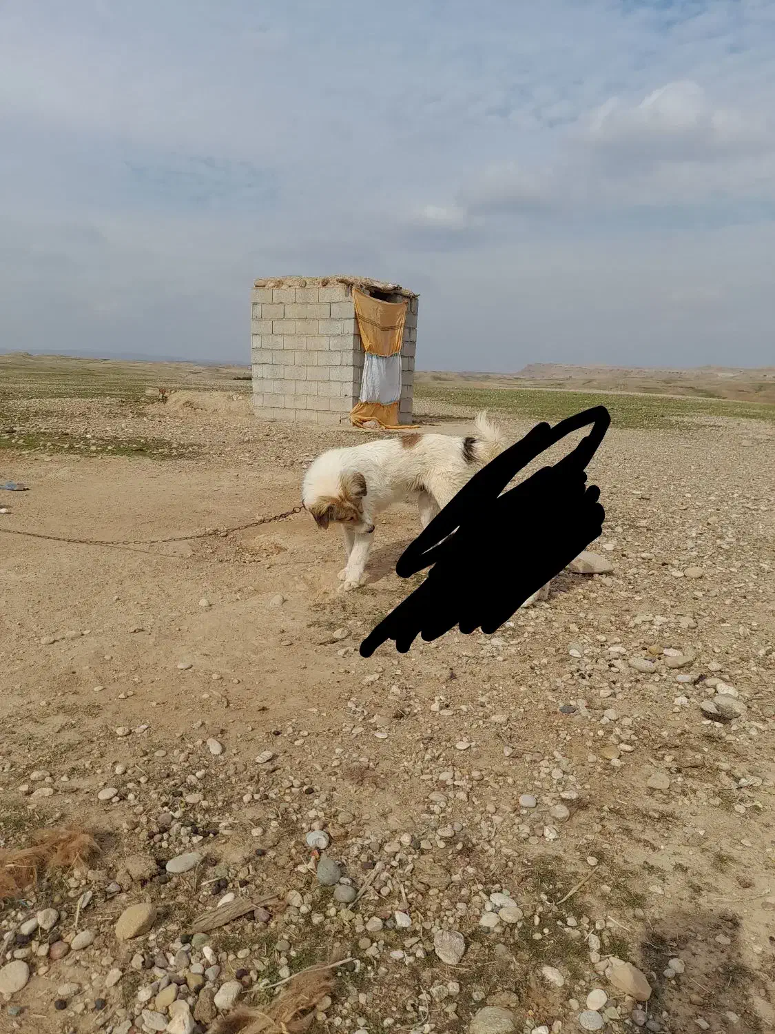 سگ نگهبان|سگ|اندیمشک, |دیوار