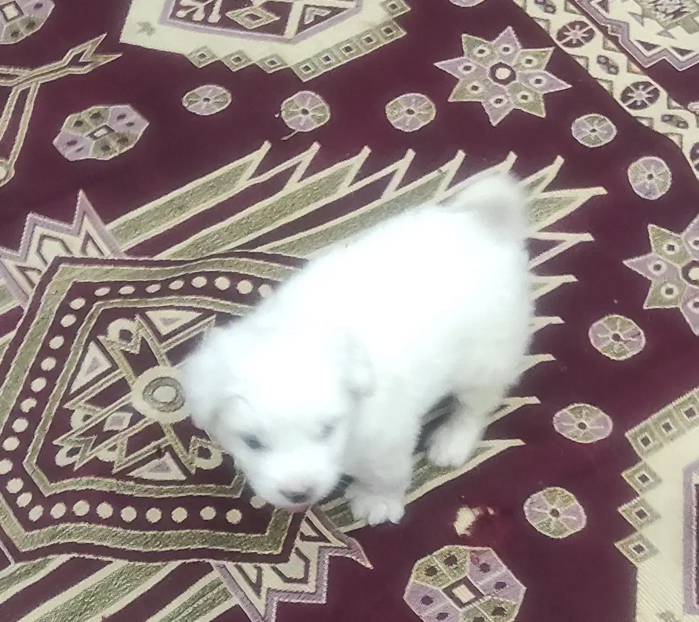 سگ پودل بچه|سگ|فردیس, سرحدی|دیوار