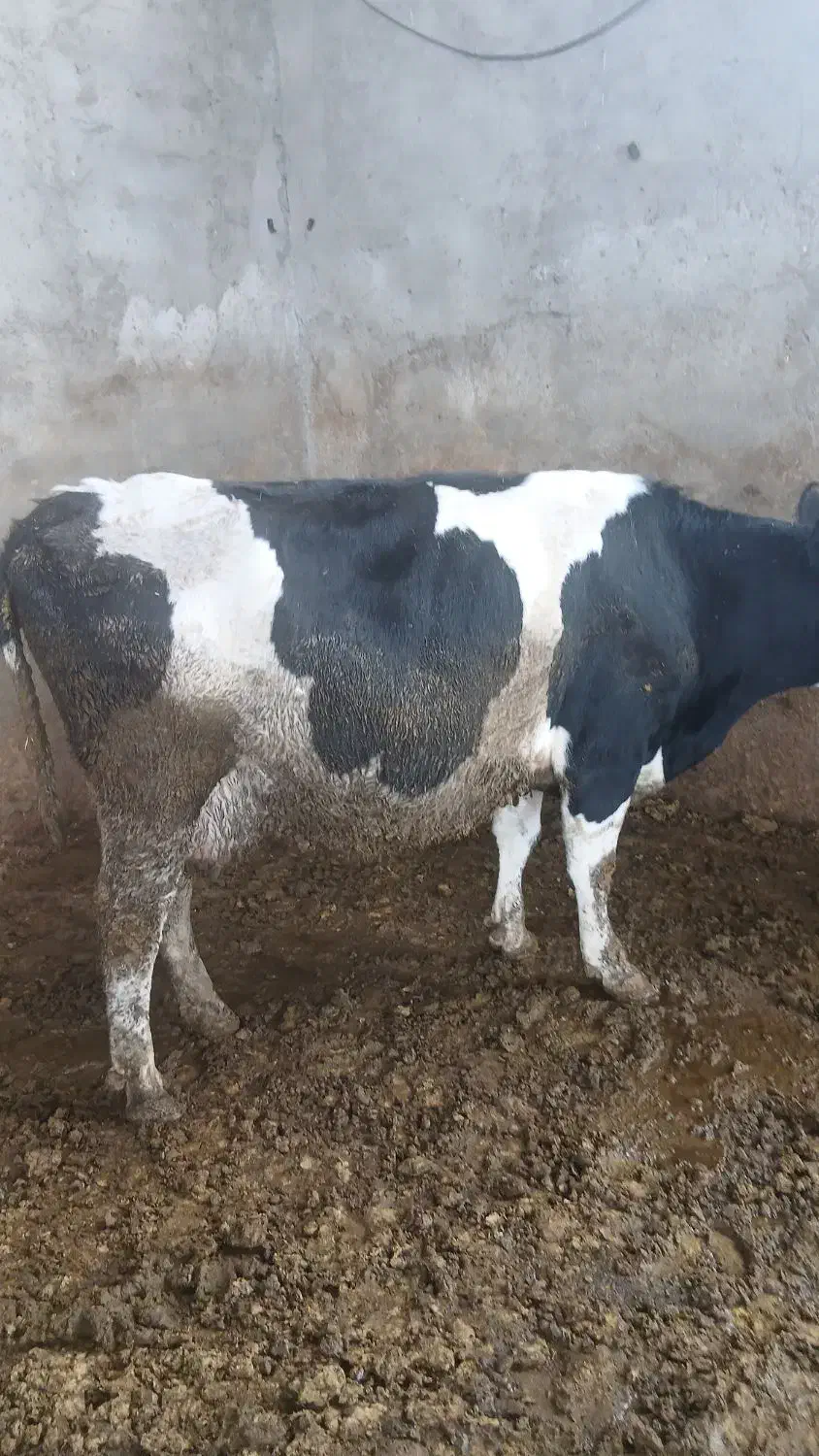 گاو آبستن سنگین|حیوانات مزرعه|ضیاء آباد, |دیوار