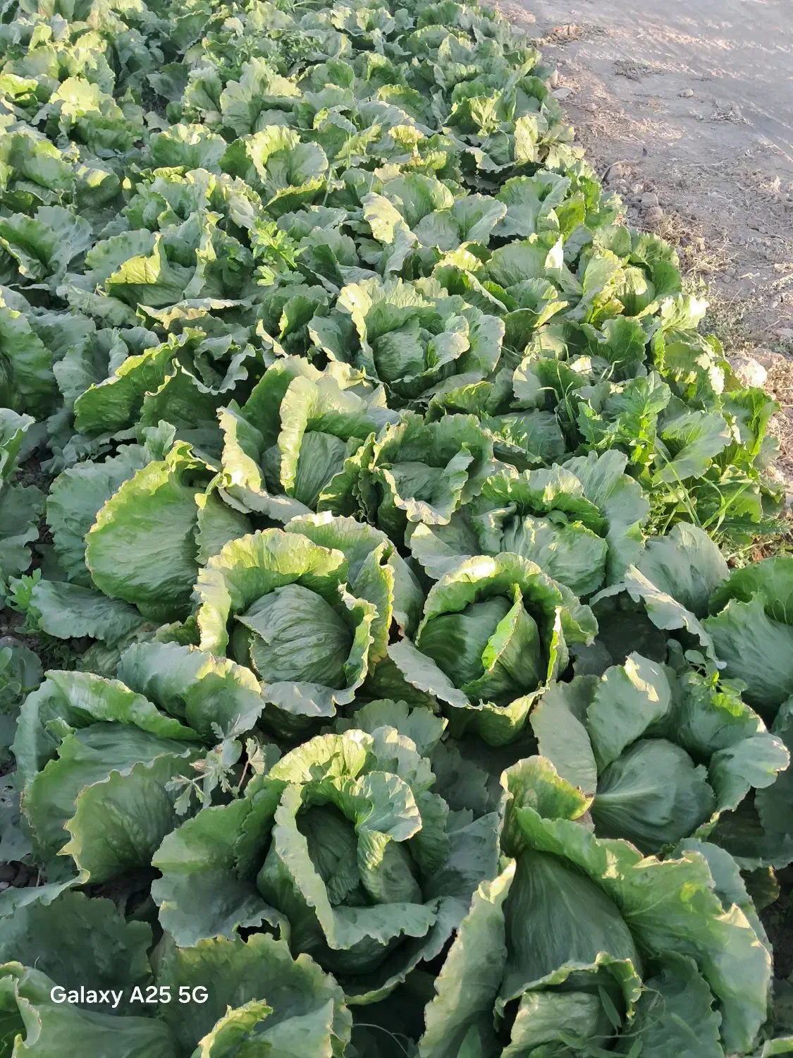 کاهو سالادی|گل و گیاه طبیعی|جوادآباد, |دیوار