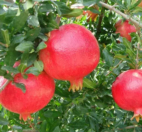 نهالستان الفتی و نصیری|خدمات باغبانی و درختکاری|خسروشاه, |دیوار