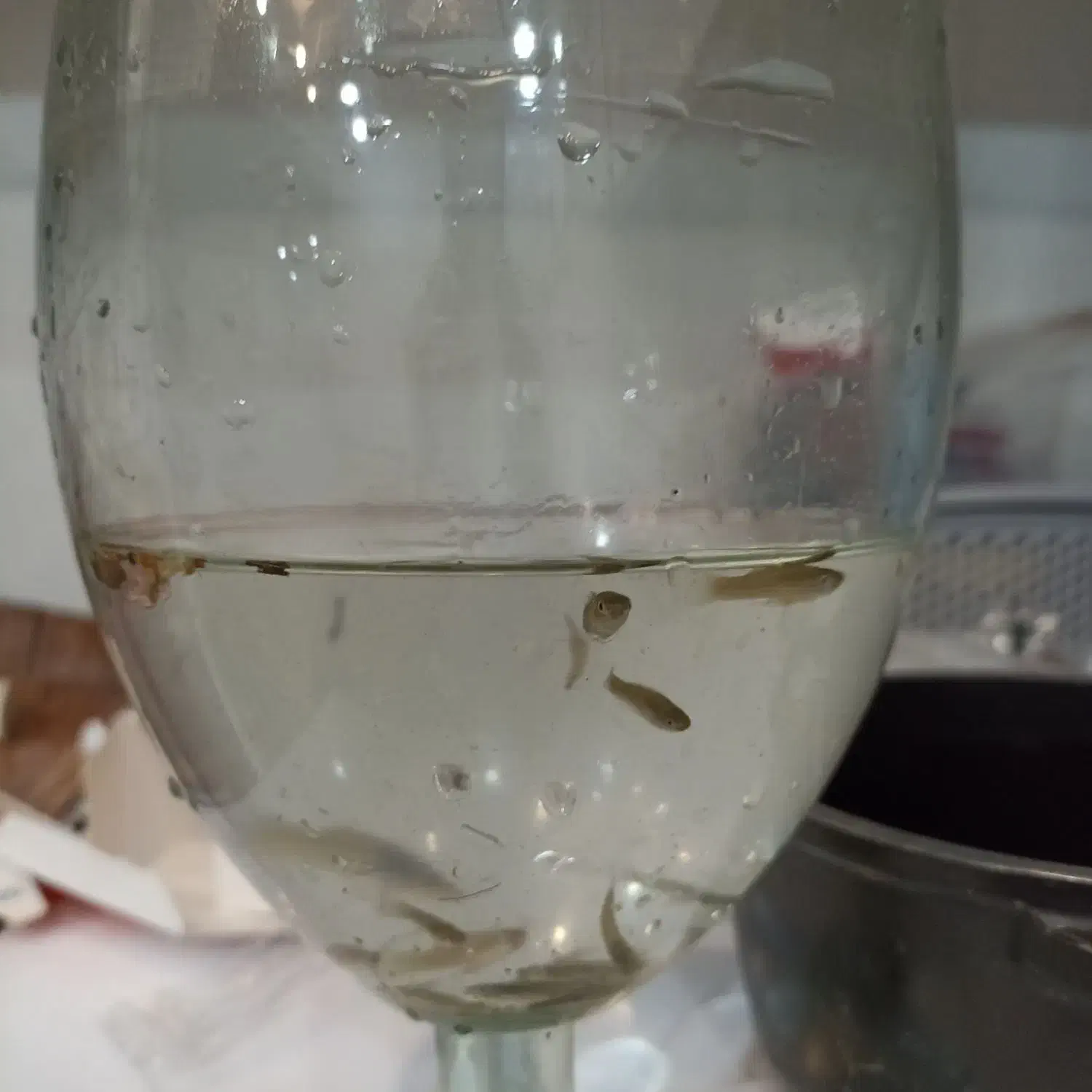 ماهی گوپی باردار ماهی آکواریومی|ماهی|دزفول, |دیوار