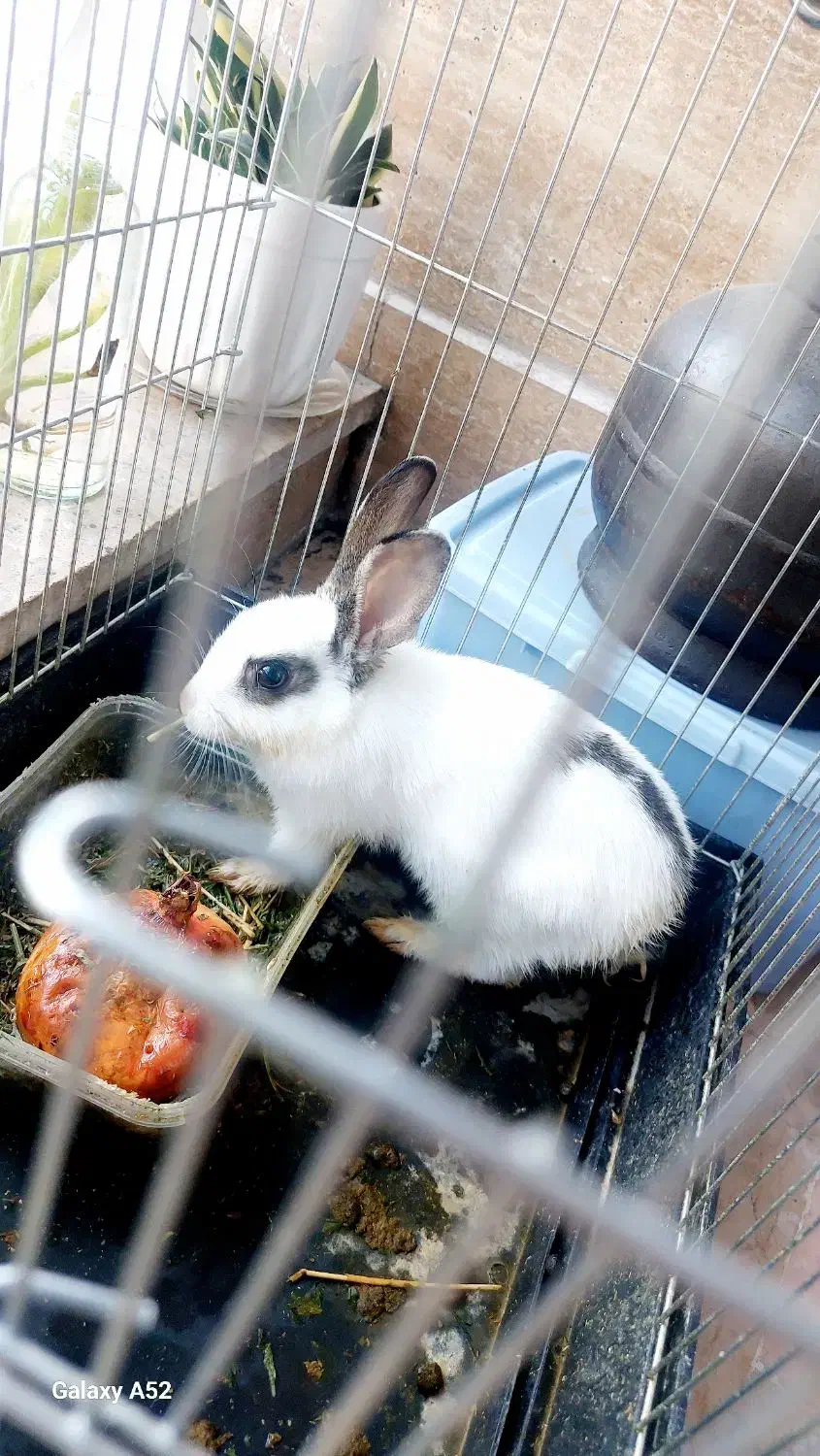 خرگوش|موش و خرگوش|تهران, دانشگاه شریف|دیوار