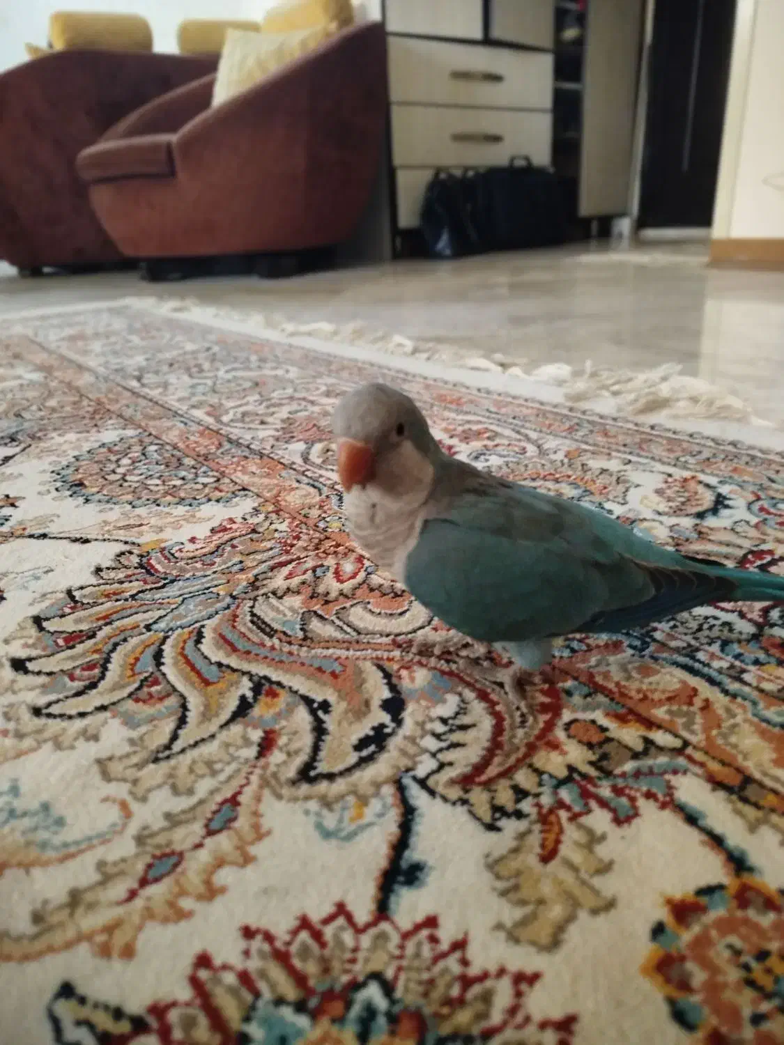 راهب ماده آبی رام و محلی|پرنده|دماوند, دماوند|دیوار