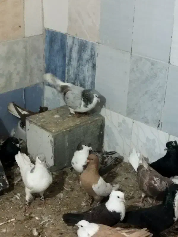 زینتی|حیوانات|مشهد, کارمندان دوم|دیوار