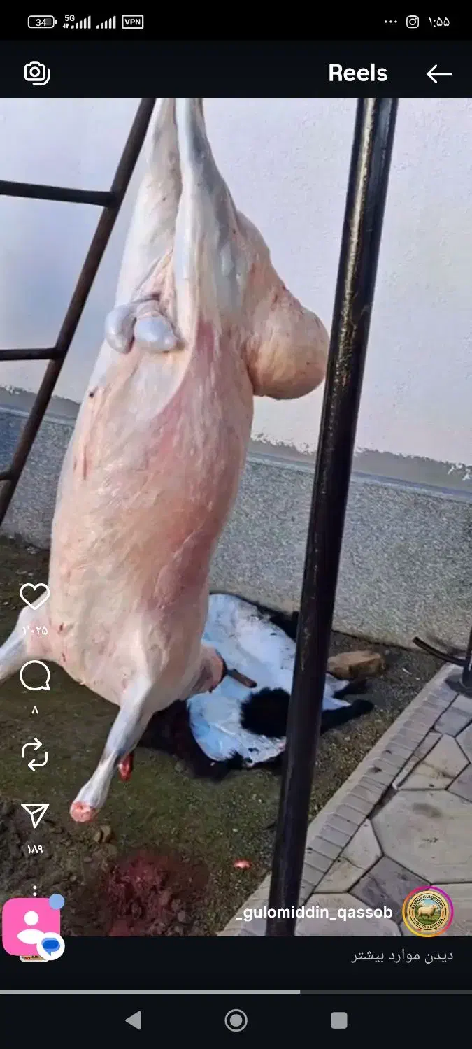 دام زنده ارزان شدگوسفندبرای عقیقه عروسی نذری وغیره|حیوانات مزرعه|مشهد, فارغ التحصیلان|دیوار