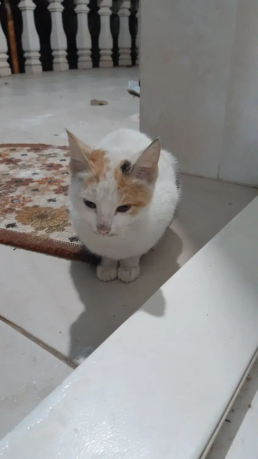 واگذاری بچه گربه‌‌ی با نمک|گربه|املش, |دیوار