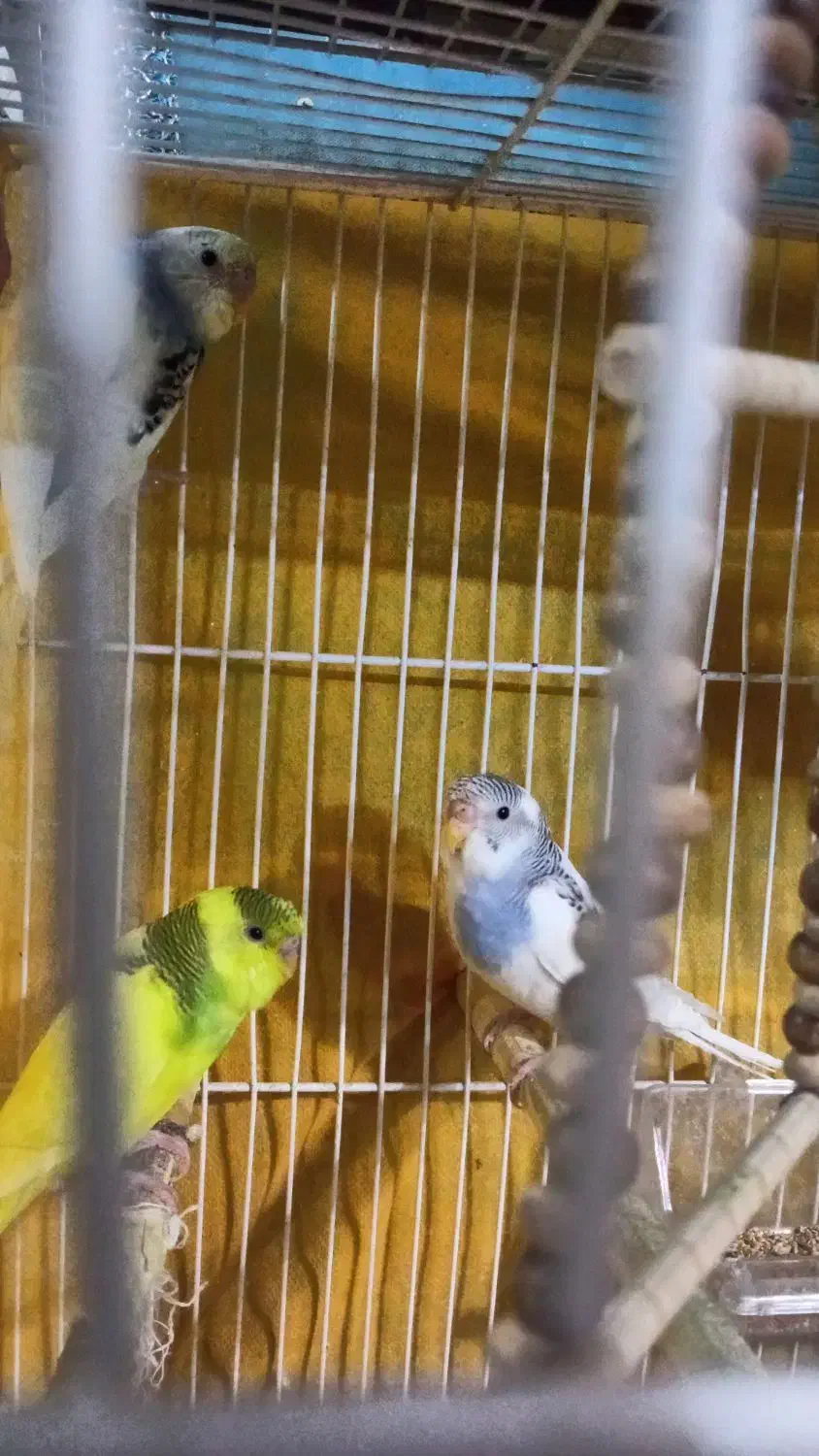 مرغ عشق جوان|پرنده|گلبهار, شهر جدید گلبهار|دیوار