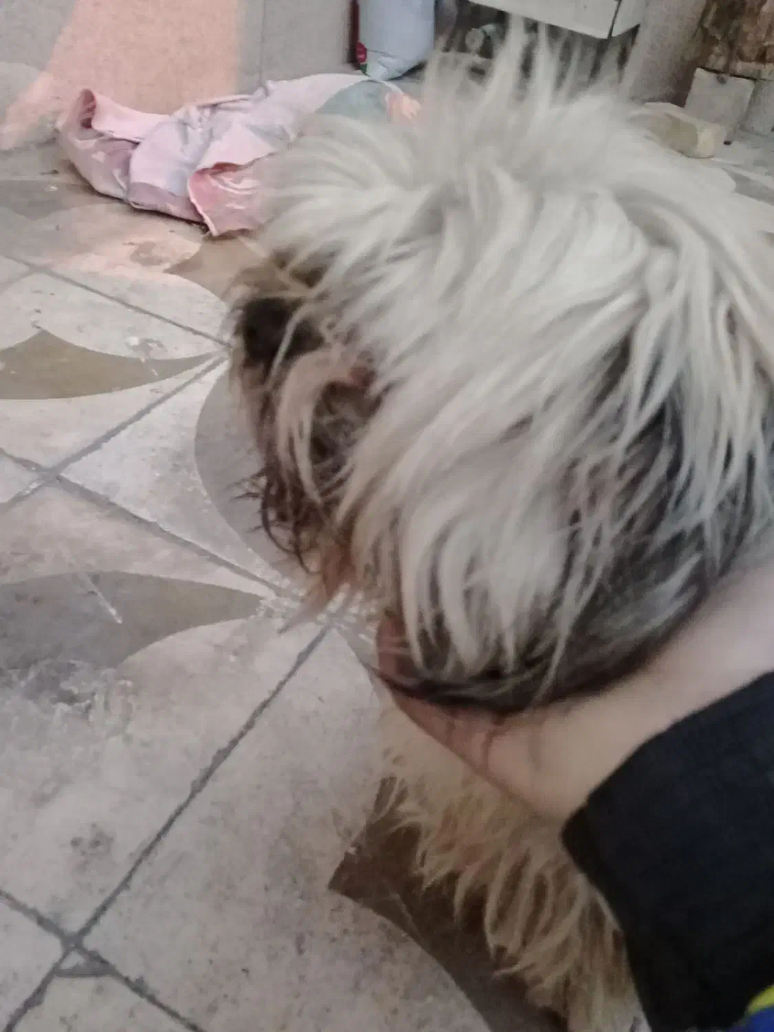 سگ پاکوتاه|سگ|شیراز, شهرک مهرگان|دیوار