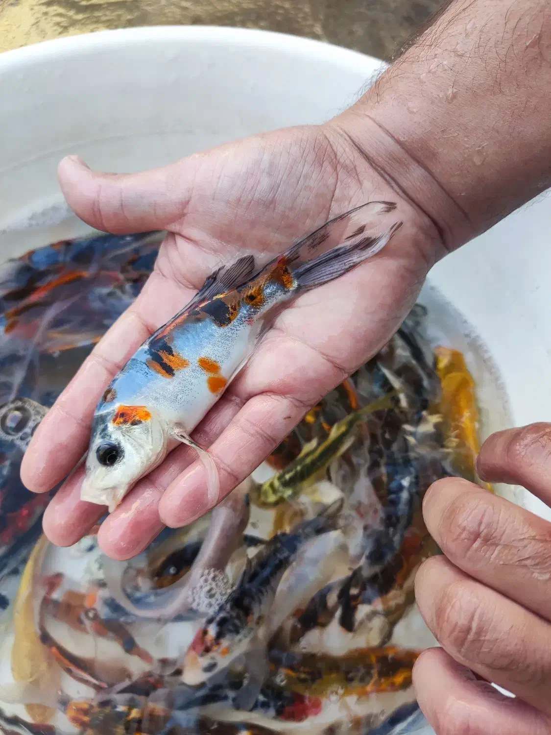 ماهی کوی|ماهی|قم, سراجه (۱۵ خرداد)|دیوار