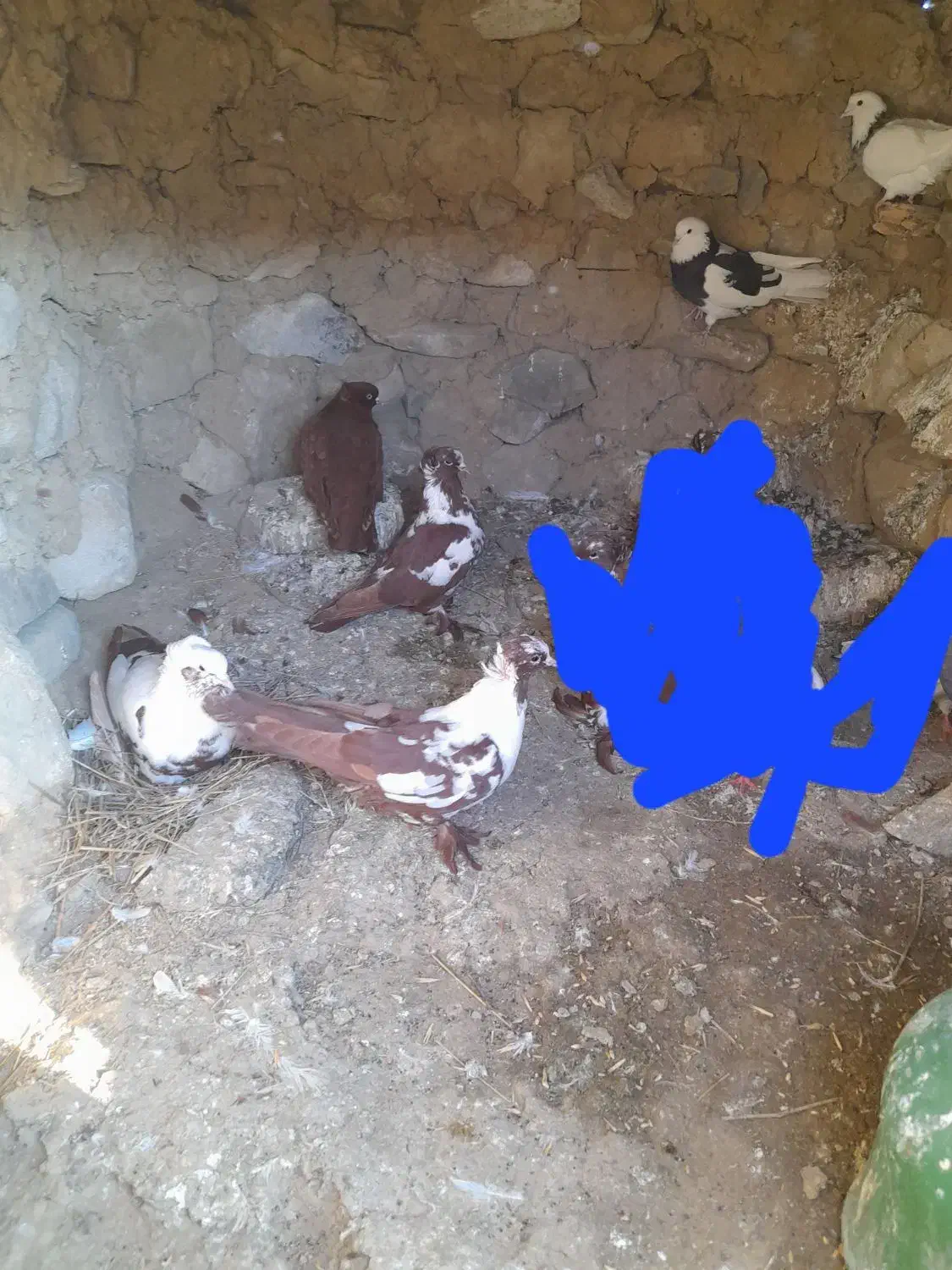 ۶ عدد کبوتر ککیلی کلفه.فیلی|پرنده|اردبیل, |دیوار