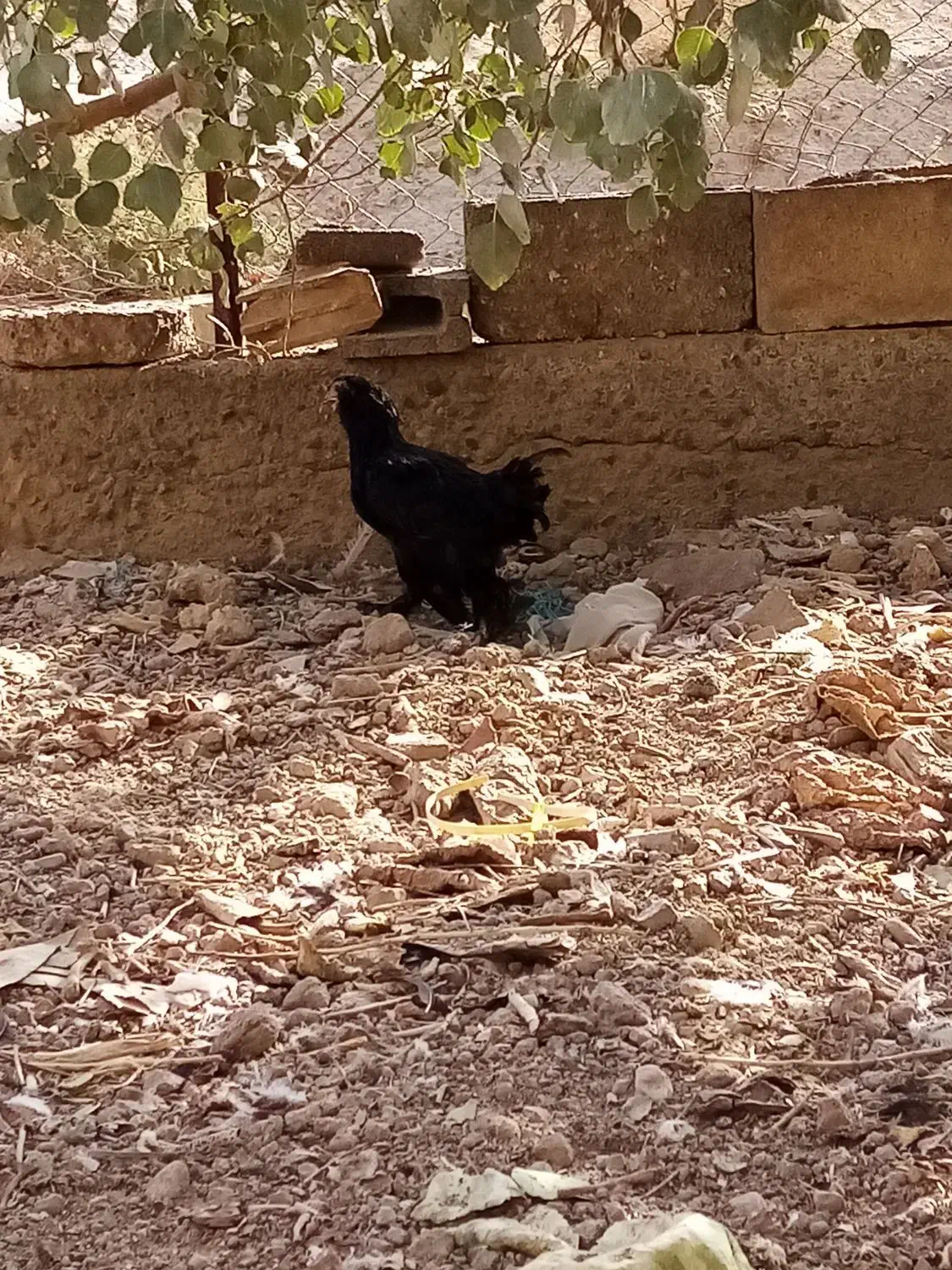 مرغ مرندی|حیوانات مزرعه|قم, باغ کرباسی|دیوار