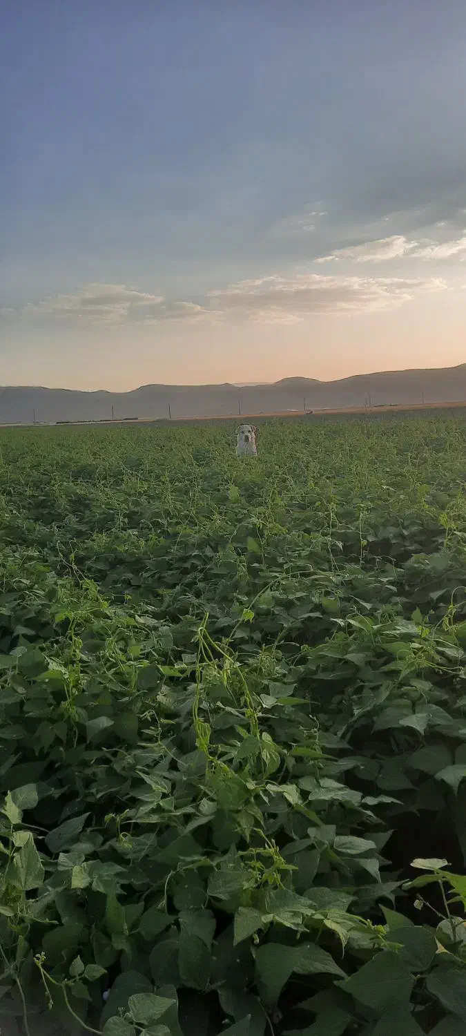 کاه لوبیای چیتی|حیوانات مزرعه|حسن آباد, |دیوار