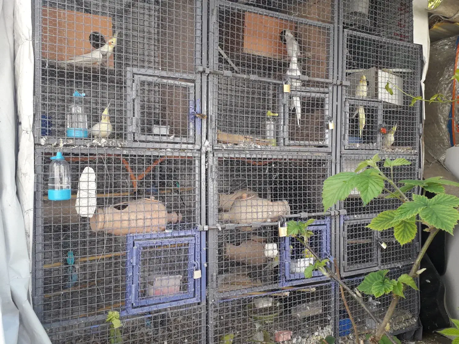 10عدد طوطی عروس لوتینو خال زرد یکجا باهم 7تمن|پرنده|آمل, |دیوار