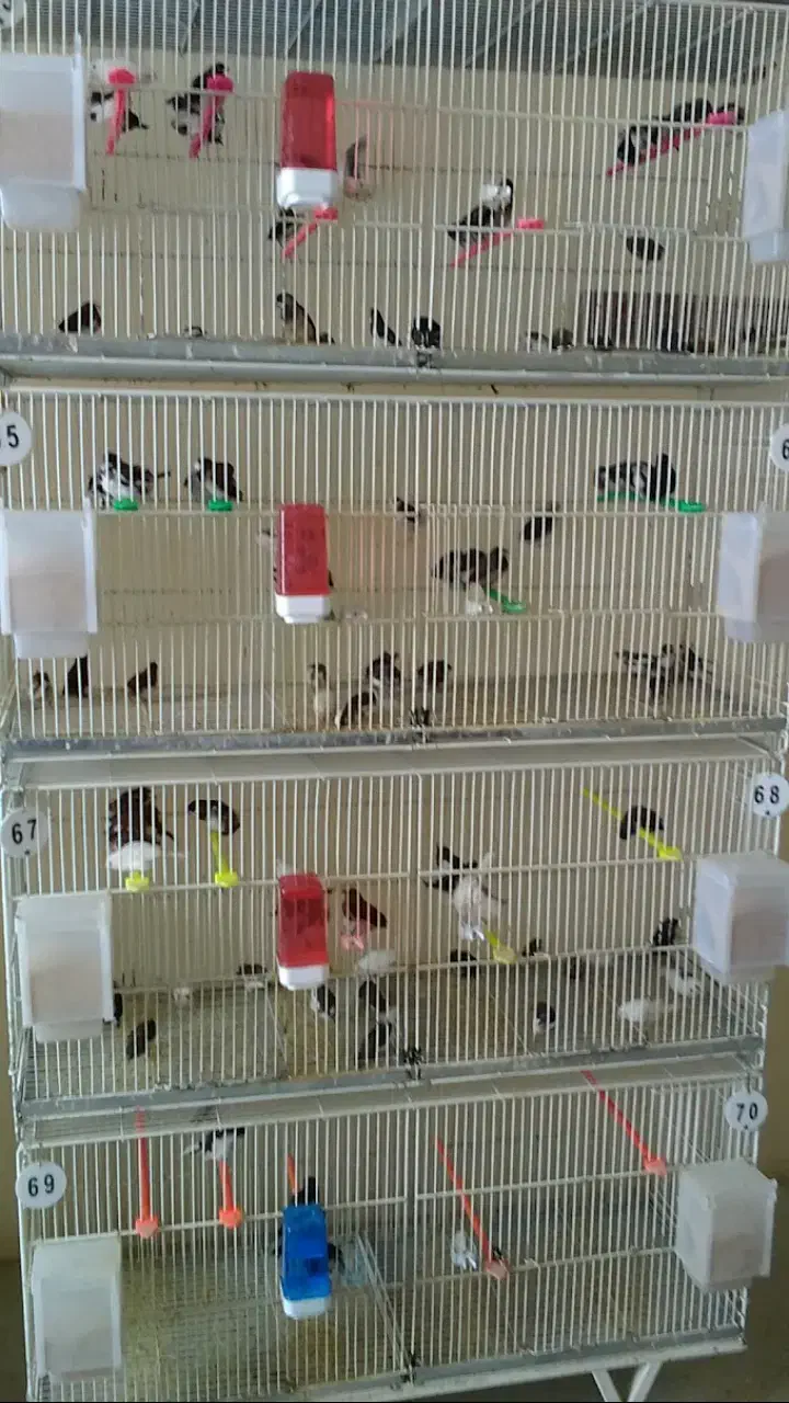 فنچ بنگالی|پرنده|بیرجند, |دیوار