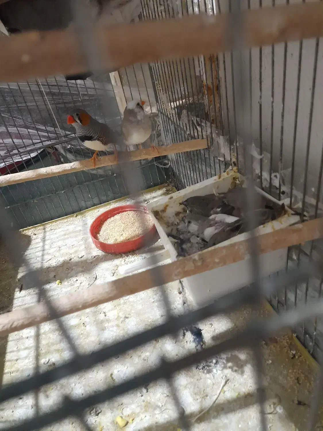 فنچ|پرنده|قم, شهر قائم|دیوار