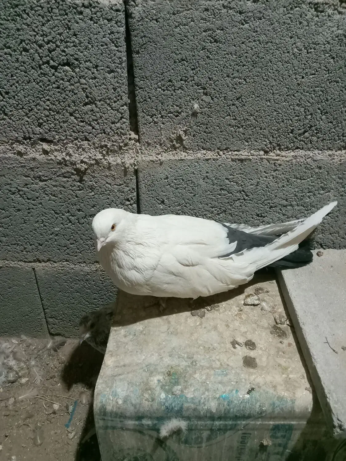 کبوتر دم سبز، دم سیاه،دم سرخ|پرنده|بروجن, |دیوار