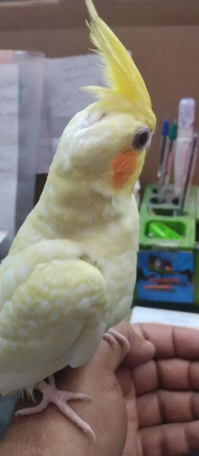 عروس پاریس اهلی|پرنده|سوسنگرد, |دیوار