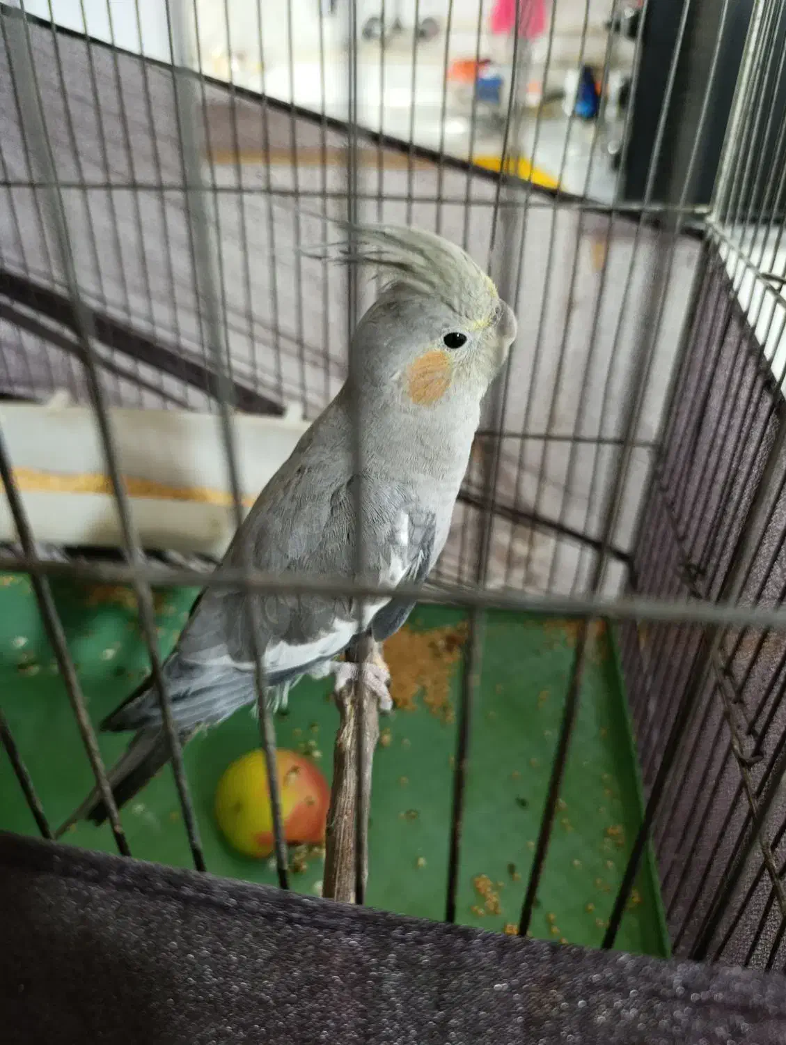 عروس هلندی ۴ ماهه|پرنده|محمدیه-قزوین, |دیوار