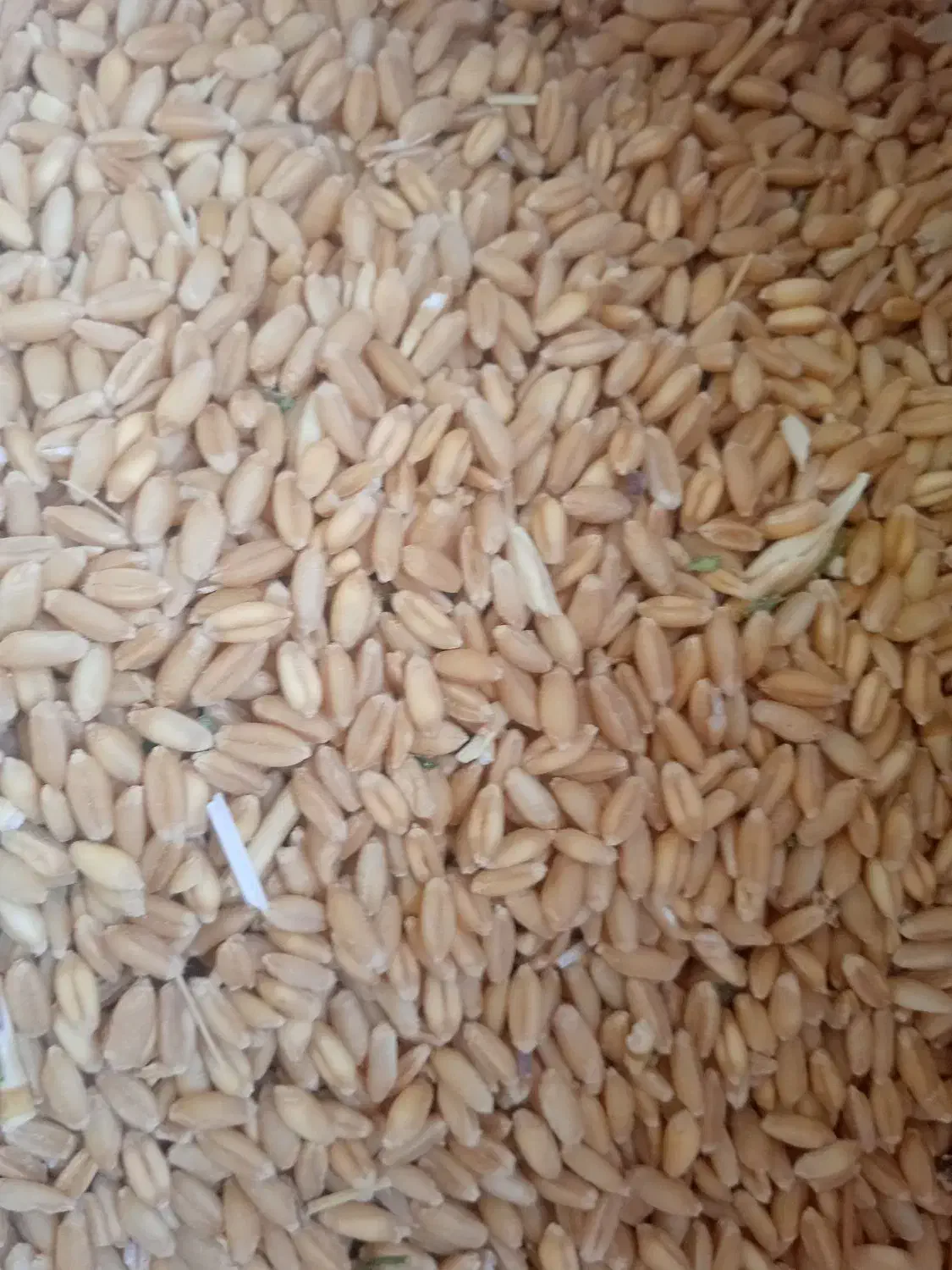 گندم دیم زنجان|لوازم جانبی حیوانات|قم, کیوانفر|دیوار