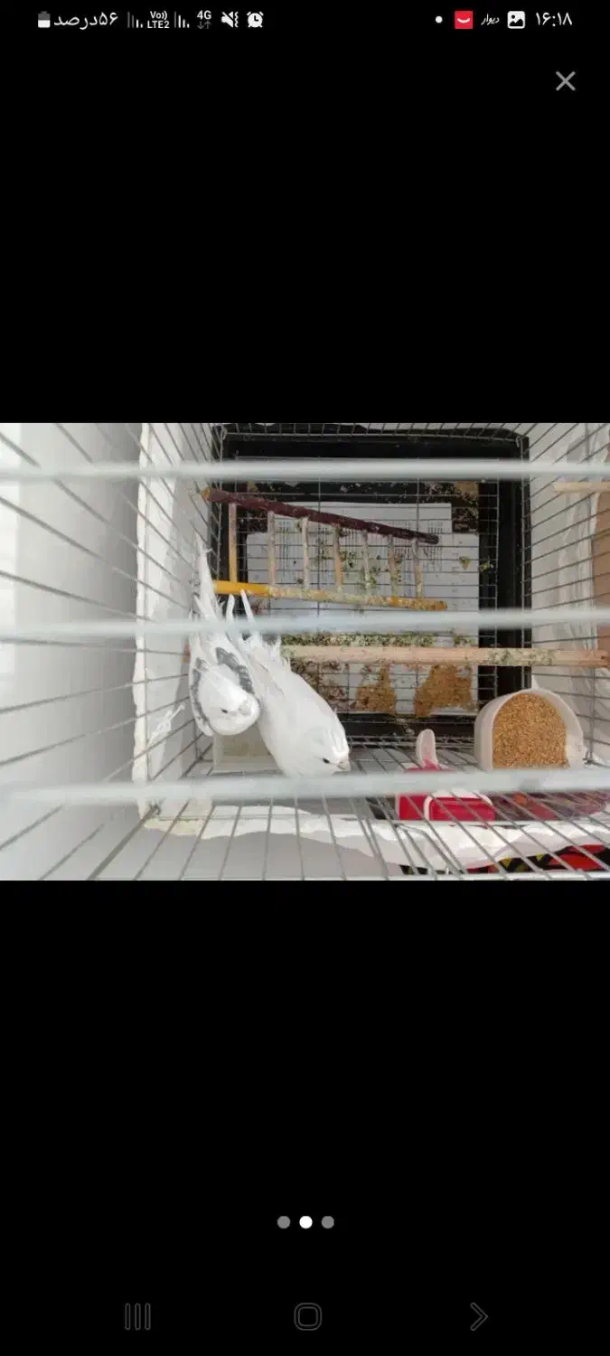 یه جفت عروس هلندی مولد البینو همراه قفس بزرگ لانه|پرنده|شهریار, شهرک وائین|دیوار