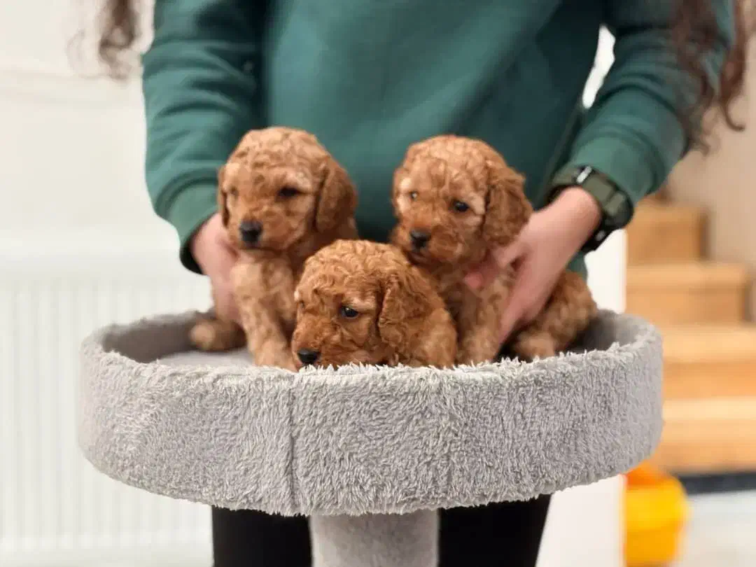 توی پودل اصیل حرفه ای|سگ|رشت, چله خانه|دیوار