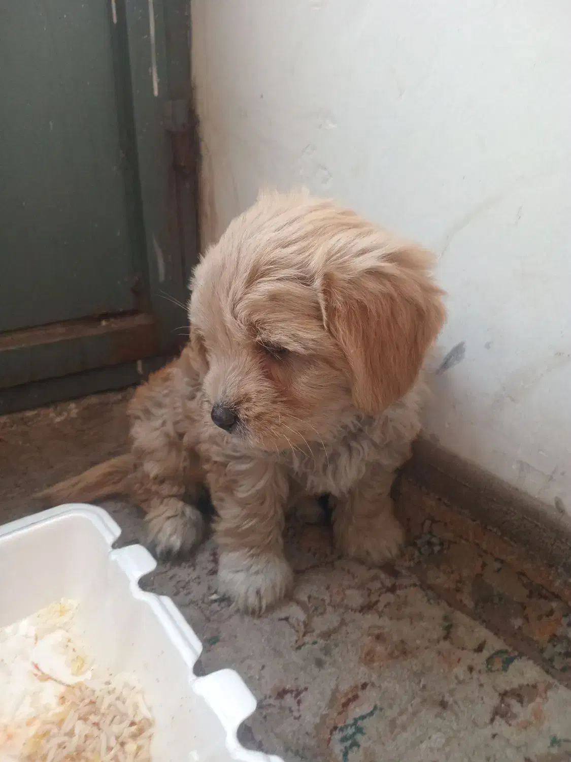 سگ آپارتمانی سگ خونگی|سگ|پاکدشت, پاکدشت (مامازند)|دیوار