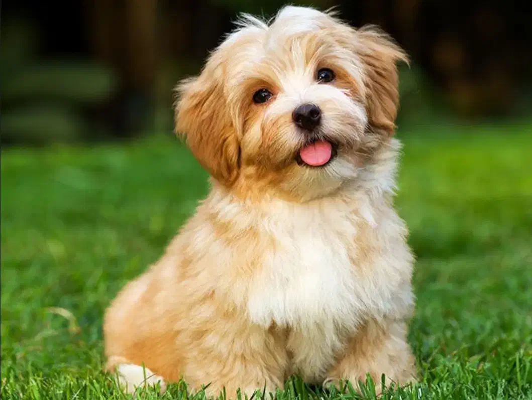 سگ شینزو از نژاد اصلی|سگ|یزد, |دیوار