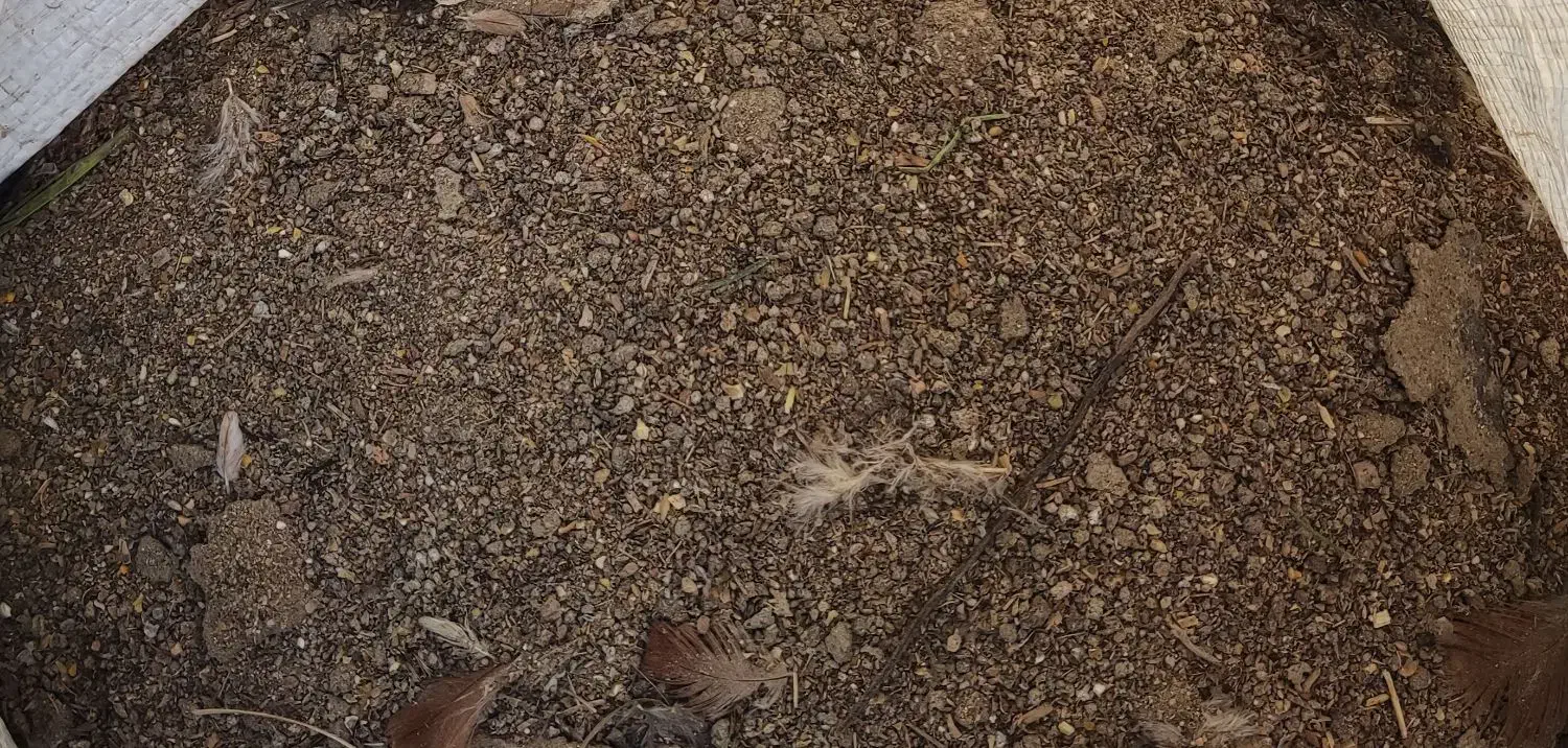 کود بوقلمون|خدمات باغبانی و درختکاری|تبریز, |دیوار