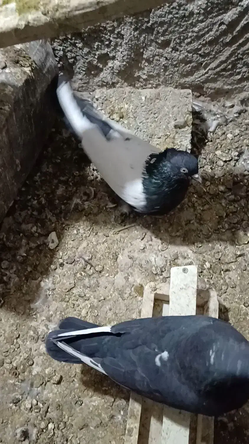 سلام چندفروشی|پرنده|زرند, |دیوار