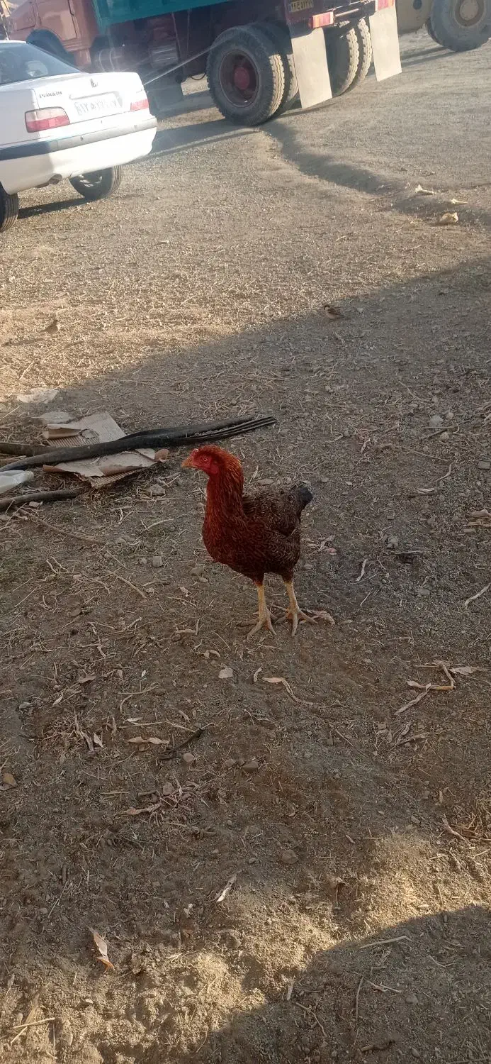 مرغ خروس لاری|حیوانات مزرعه|چالدران, |دیوار