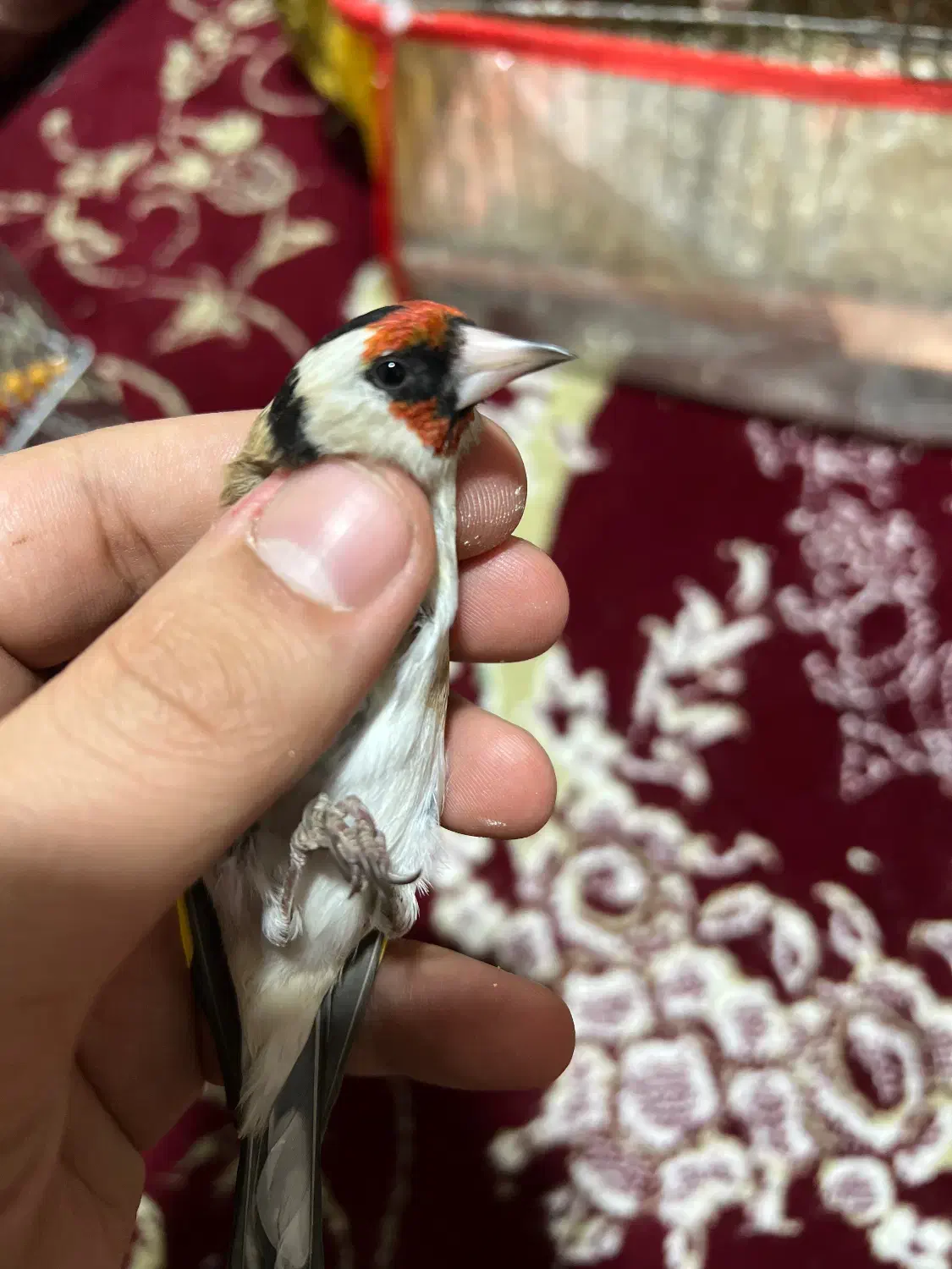 سهره|پرنده|شیراز, قالیشویی|دیوار