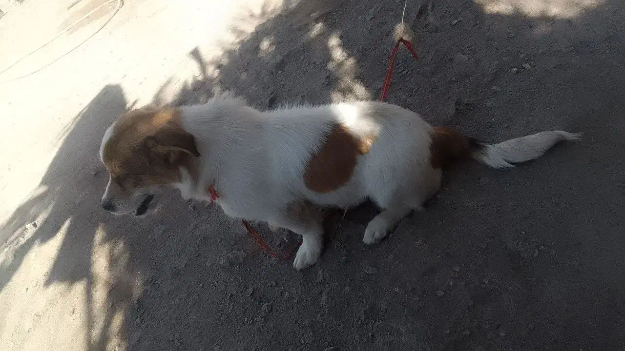 گم شده|سگ|گنبکی, |دیوار