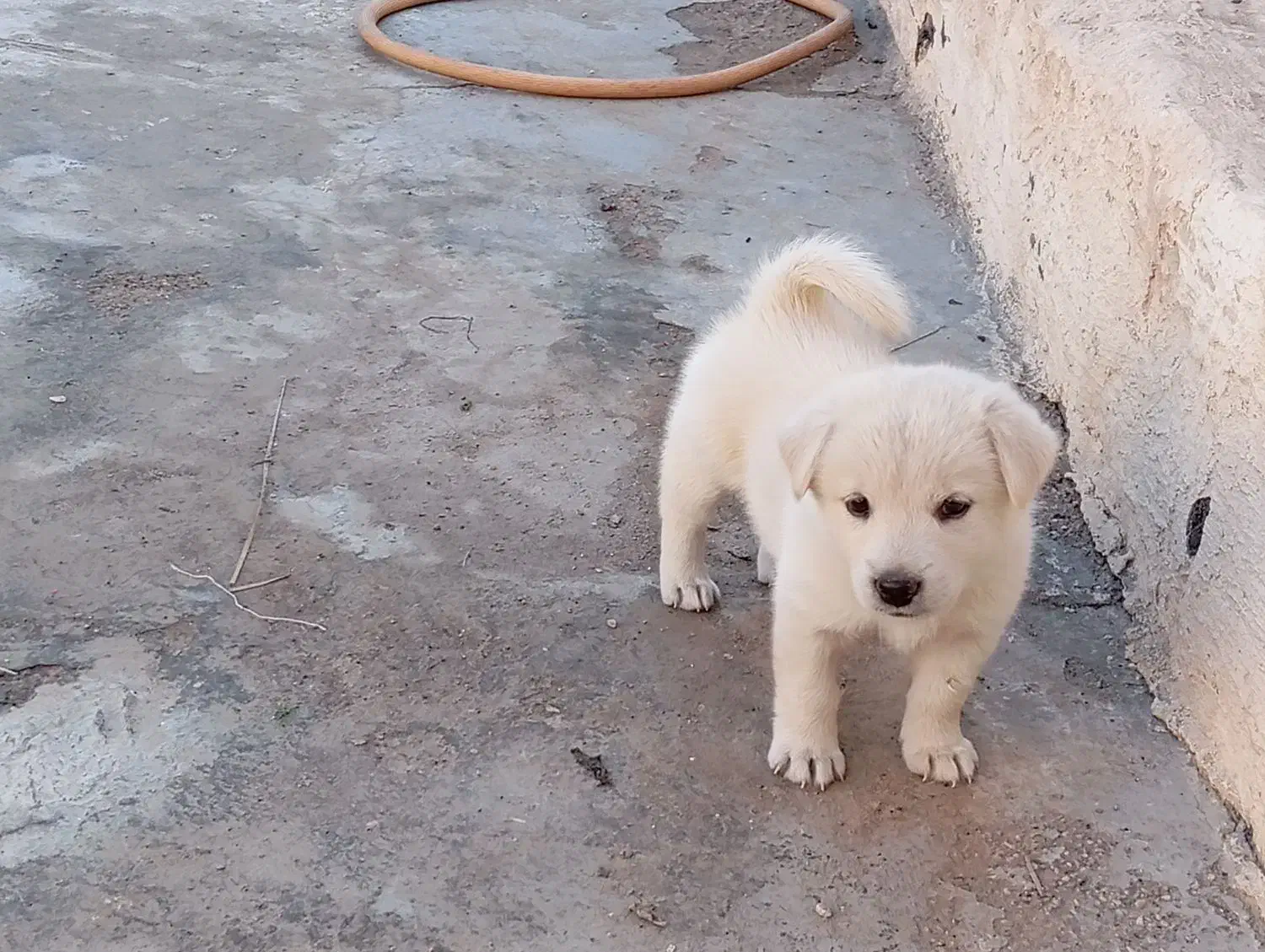 سگ پا کوتاه|سگ|بندرعباس, |دیوار