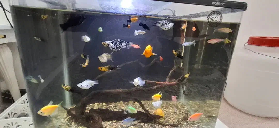 ماهی زینتی|ماهی|لاهیجان, آهندان|دیوار