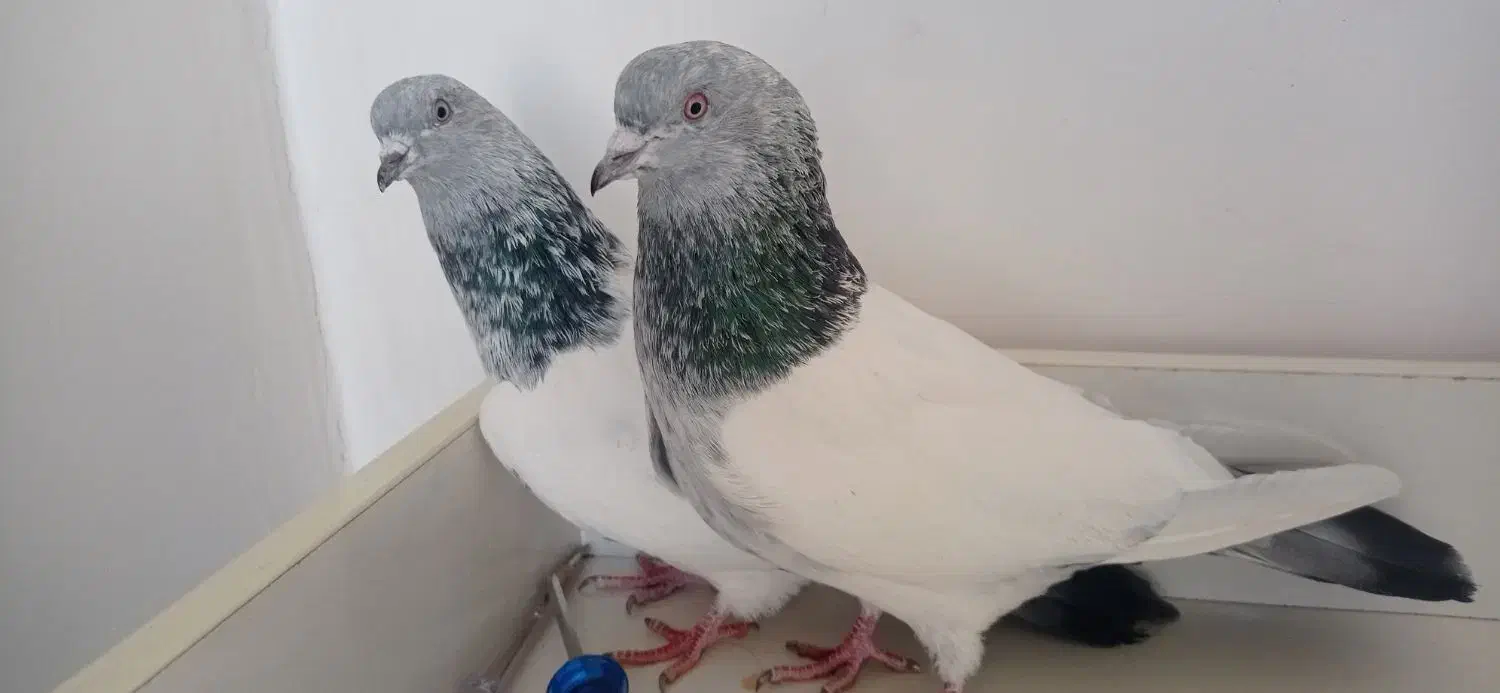 سپه|پرنده|اردبیل, |دیوار