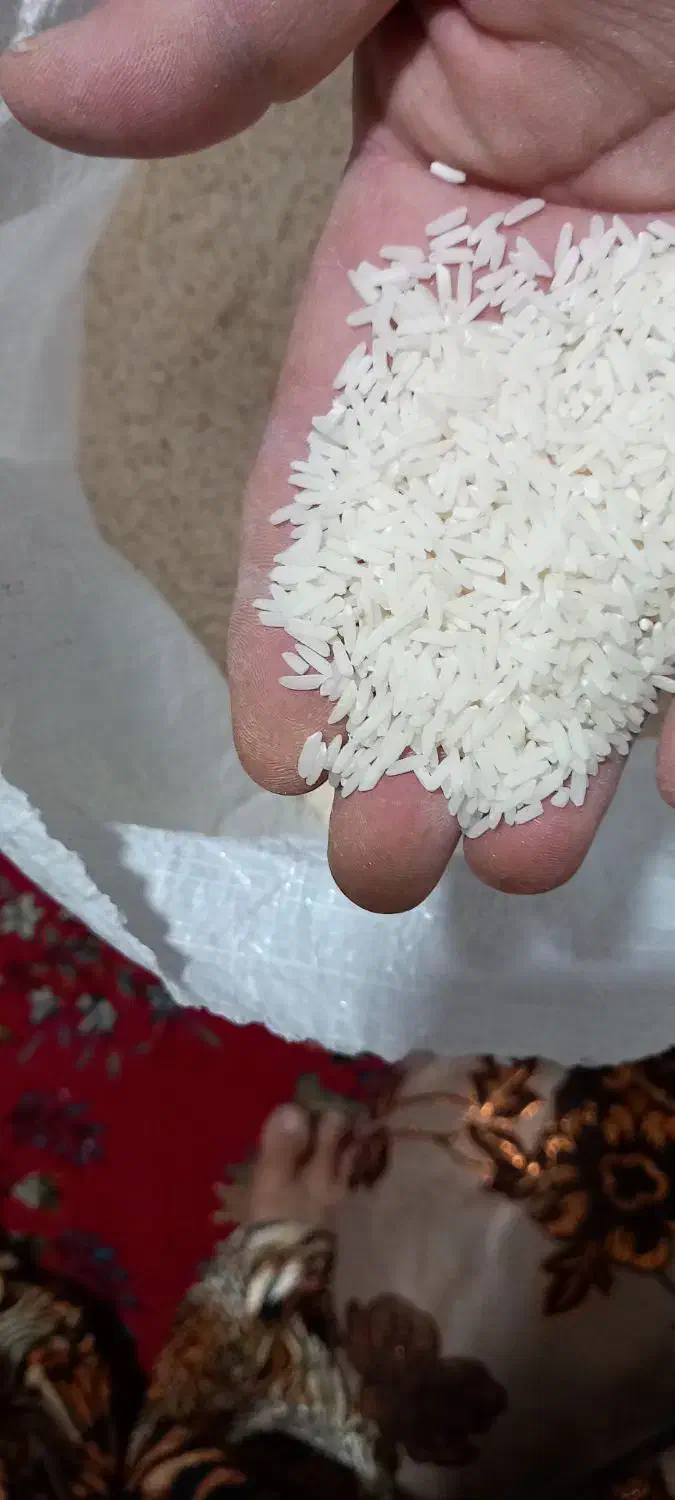 برنج طارم دم سیاه ضمانتی|عمدهفروشی|فاضل آباد, |دیوار