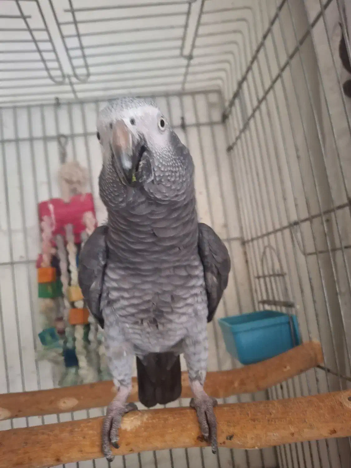 طوطی کاسکو|پرنده|کرمانشاه, |دیوار