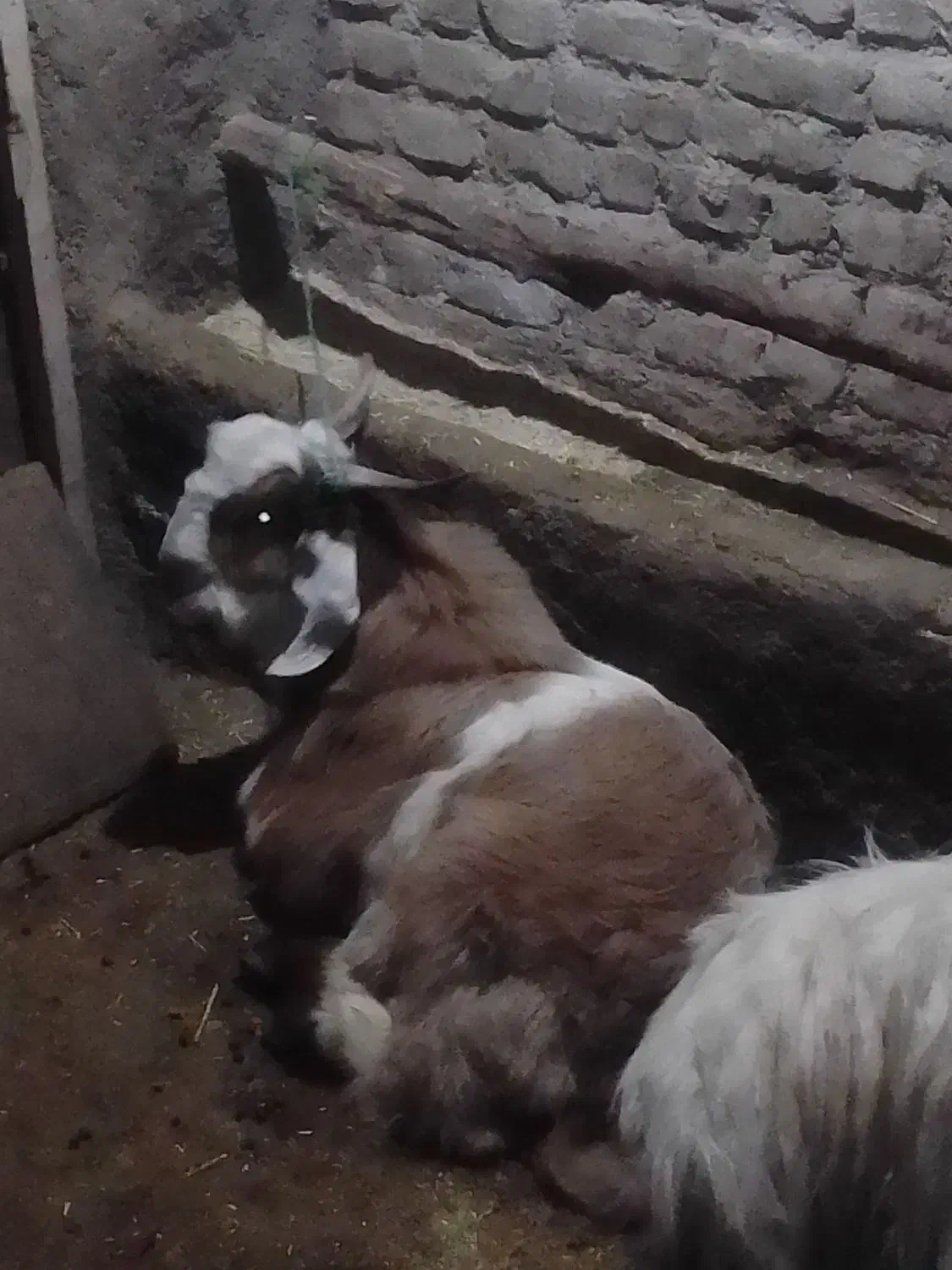 بزغاله|حیوانات مزرعه|جاپلق, |دیوار