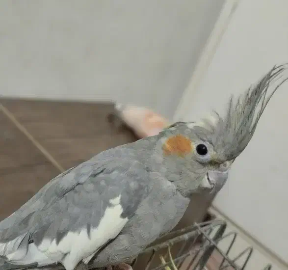 عروس هلندی ماده|پرنده|اندیمشک, |دیوار