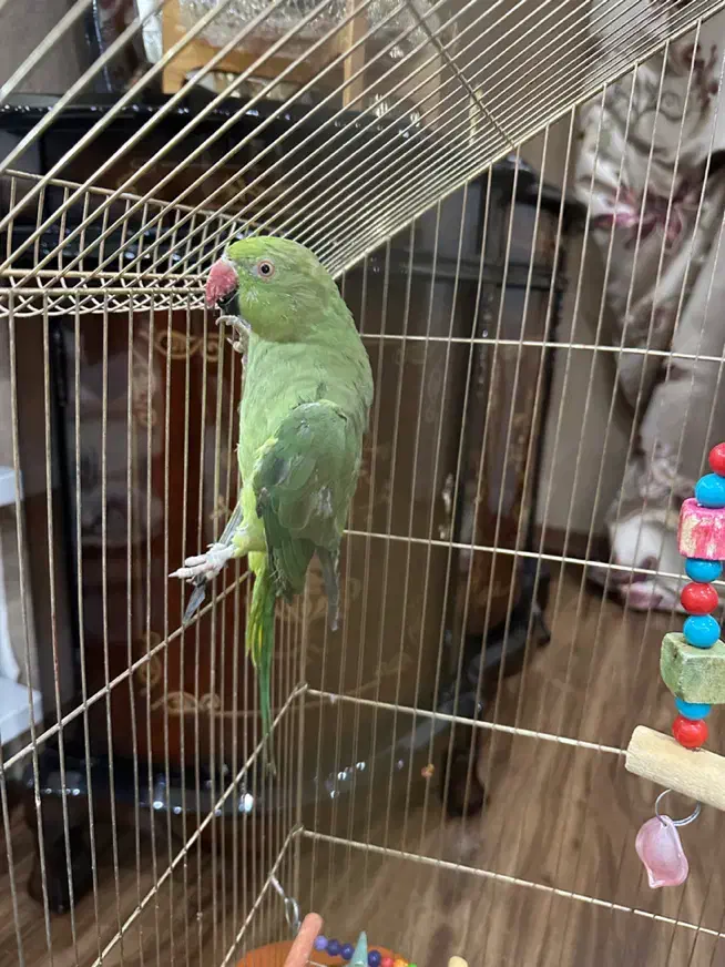 طوطی ملنگو سایز بزرگ|پرنده|ارومیه, |دیوار