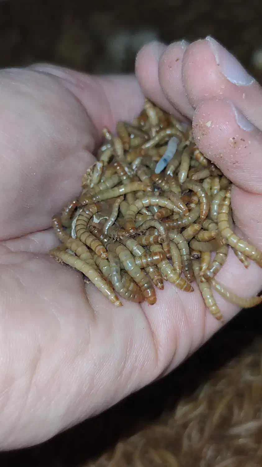 میلورم زنده صادراتی درجه یک|خزنده|بجنورد, |دیوار