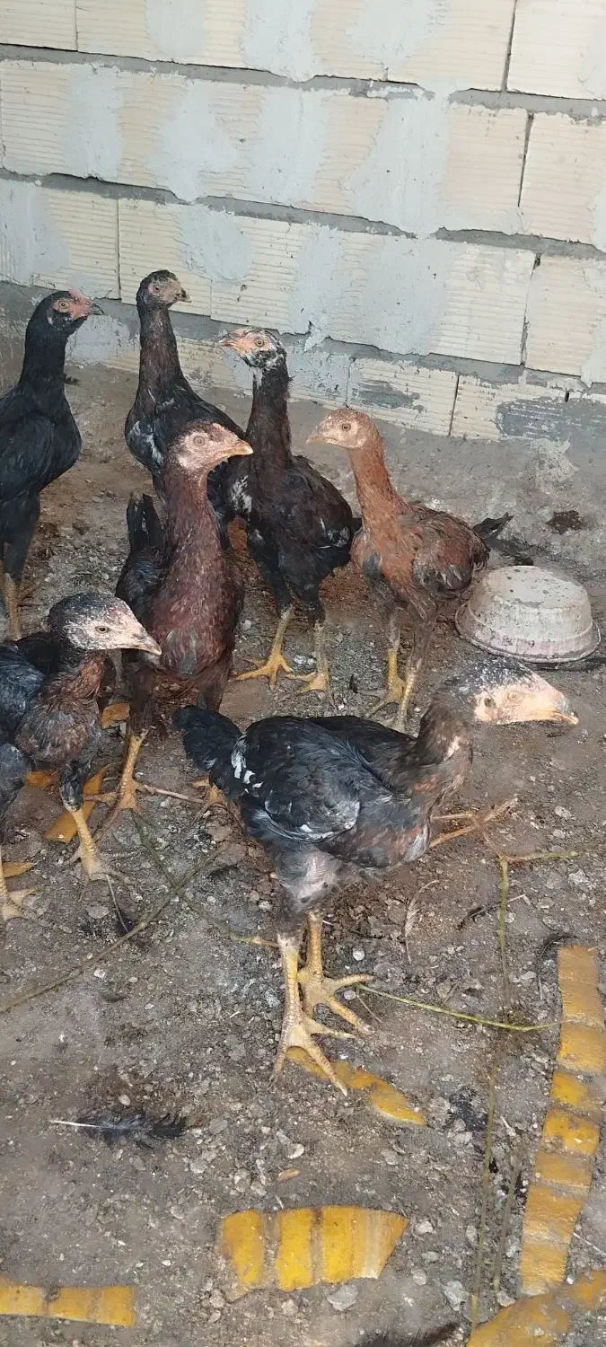 جوجه|حیوانات مزرعه|کشکسرای, |دیوار