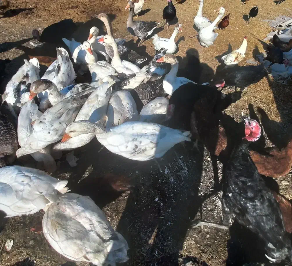 غاز|حیوانات مزرعه|بیله سوار, |دیوار