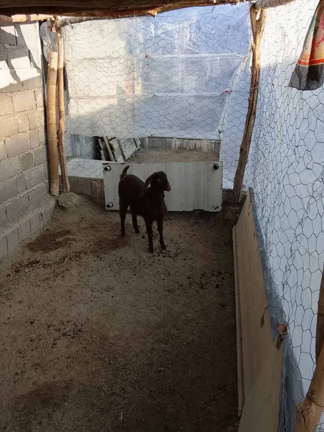 یک عدد بزغاله|حیوانات مزرعه|چناران, |دیوار