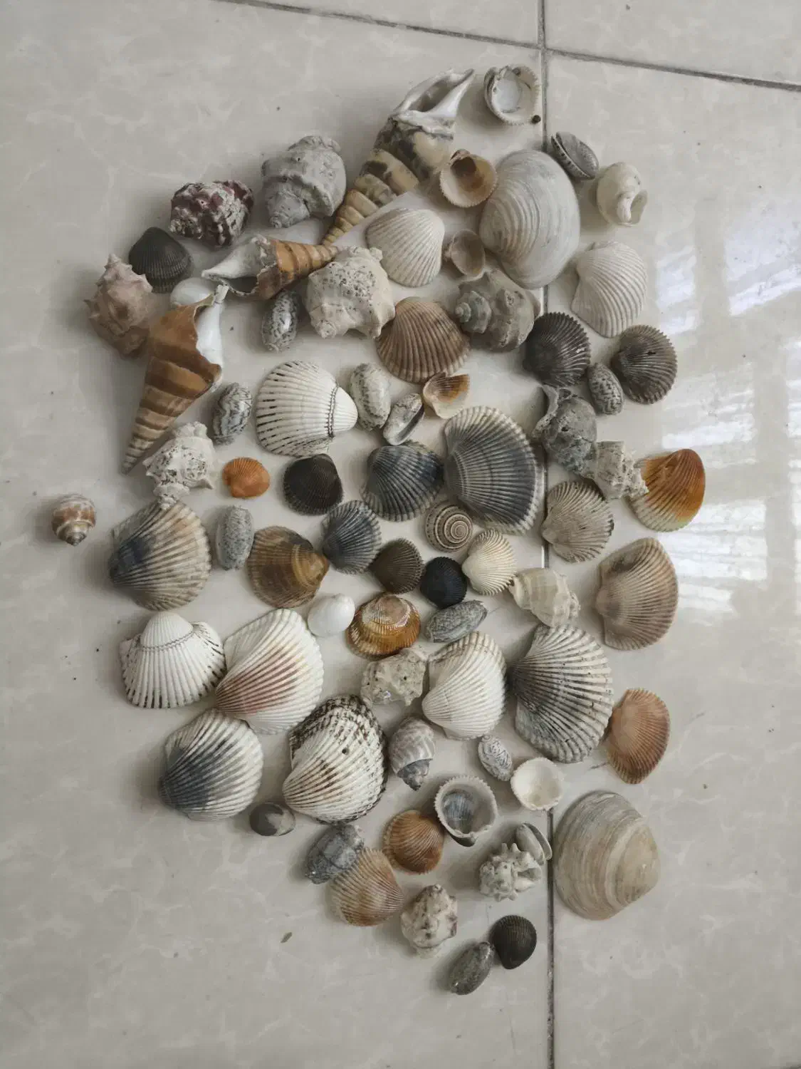 صدف آکواریوم|ماهی|تهران, جوادیه تهرانپارس|دیوار